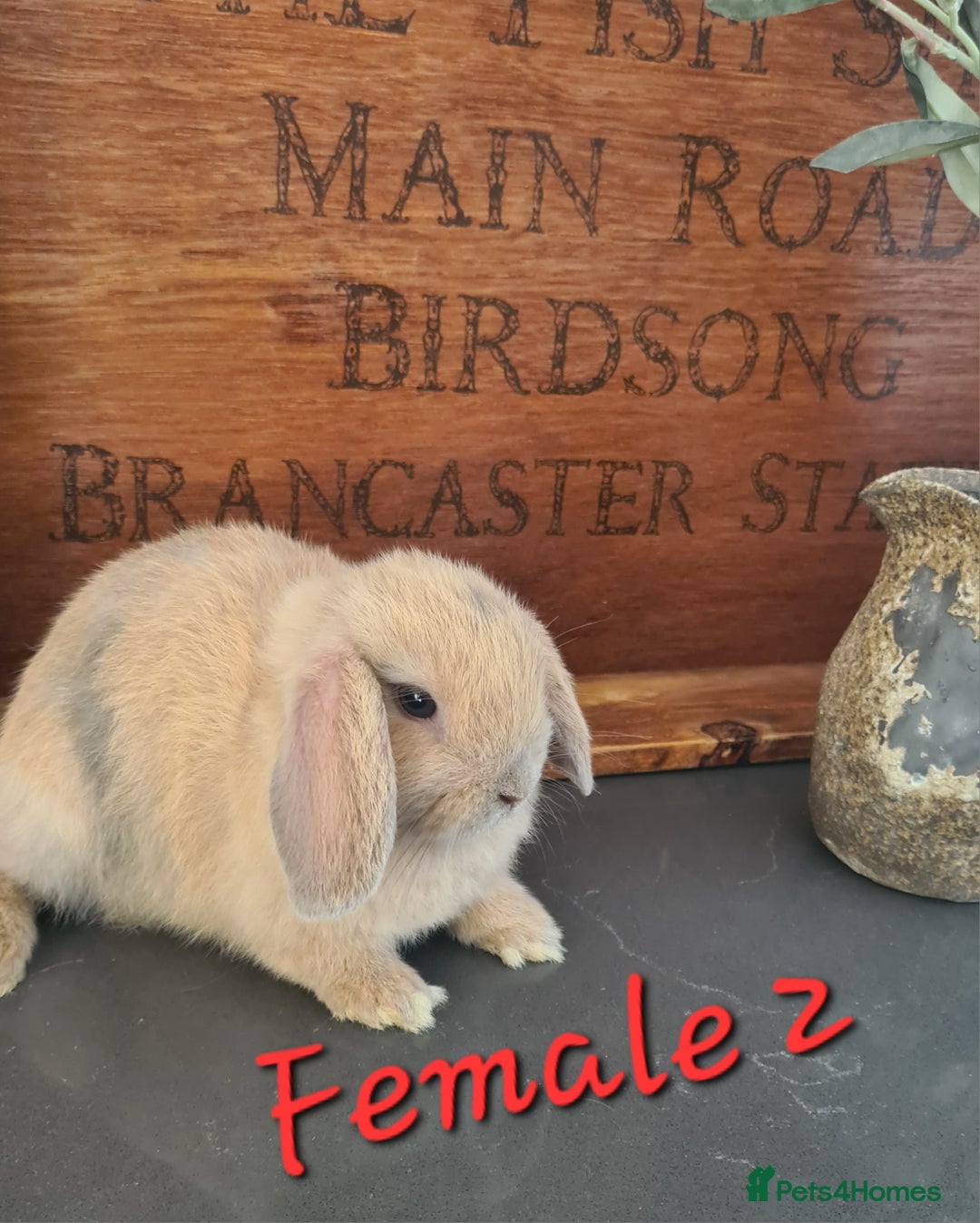Mini Lop rabbits for sale: 6 Mini Lop Baby Rabbits - 4 females, 2 males - Image 5