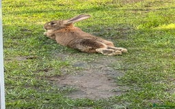 British Giant rabbits for sale: Large rabbit for sale  - Image 3
