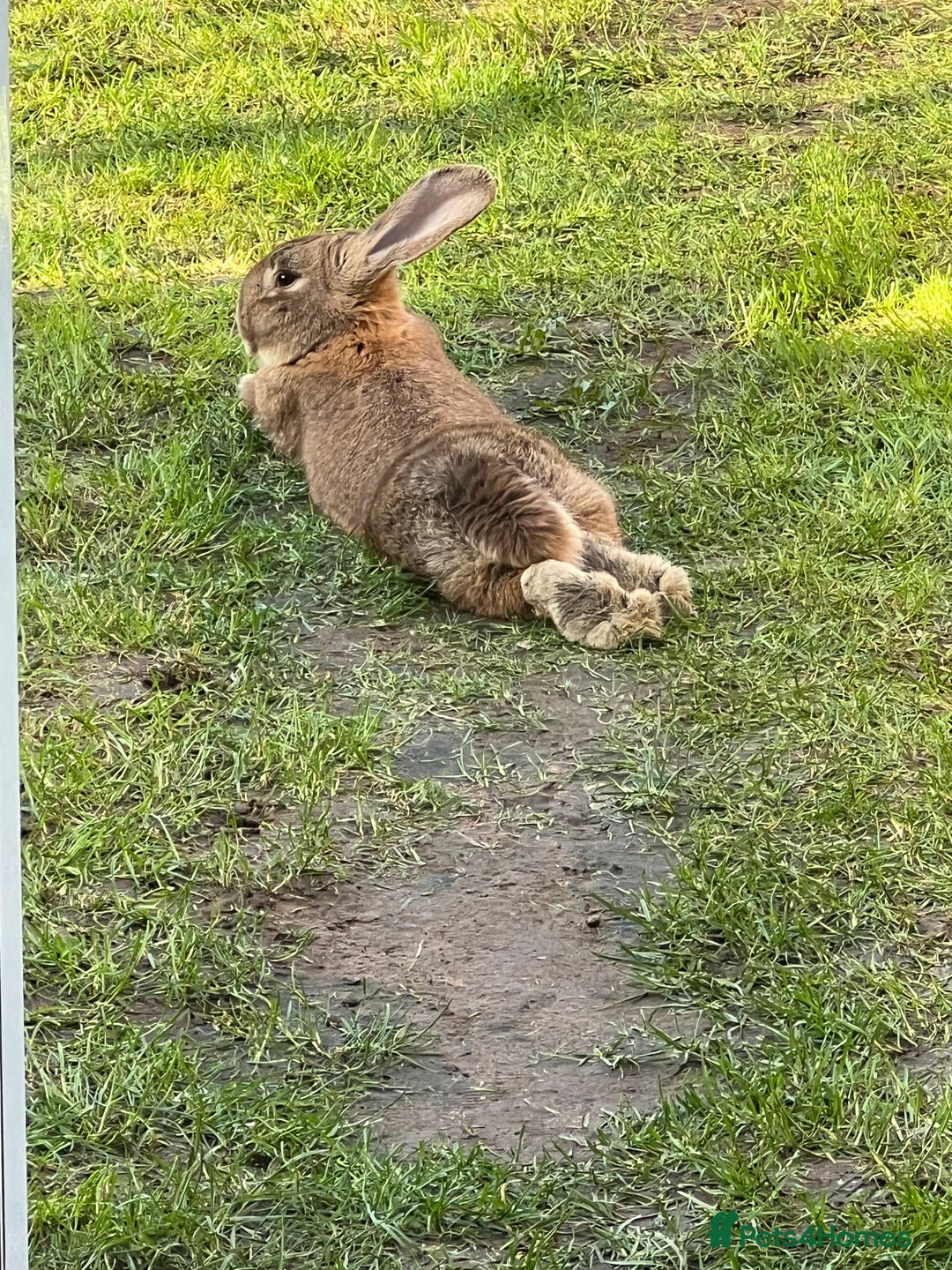 British Giant rabbits for sale: Large rabbit for sale  - Image 3
