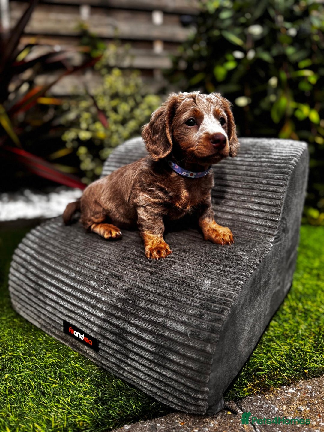 Miniature Dachshund dogs for sale: 💗 READY TO LEAVE - K.C MINIATURE DACHSHUND 💗 - Image 38