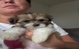 Lhasa Apso dogs for sale: 6 beautiful Lhasa's ONLY ONE BOY AND 1 GIRL LEFT  - Image 26