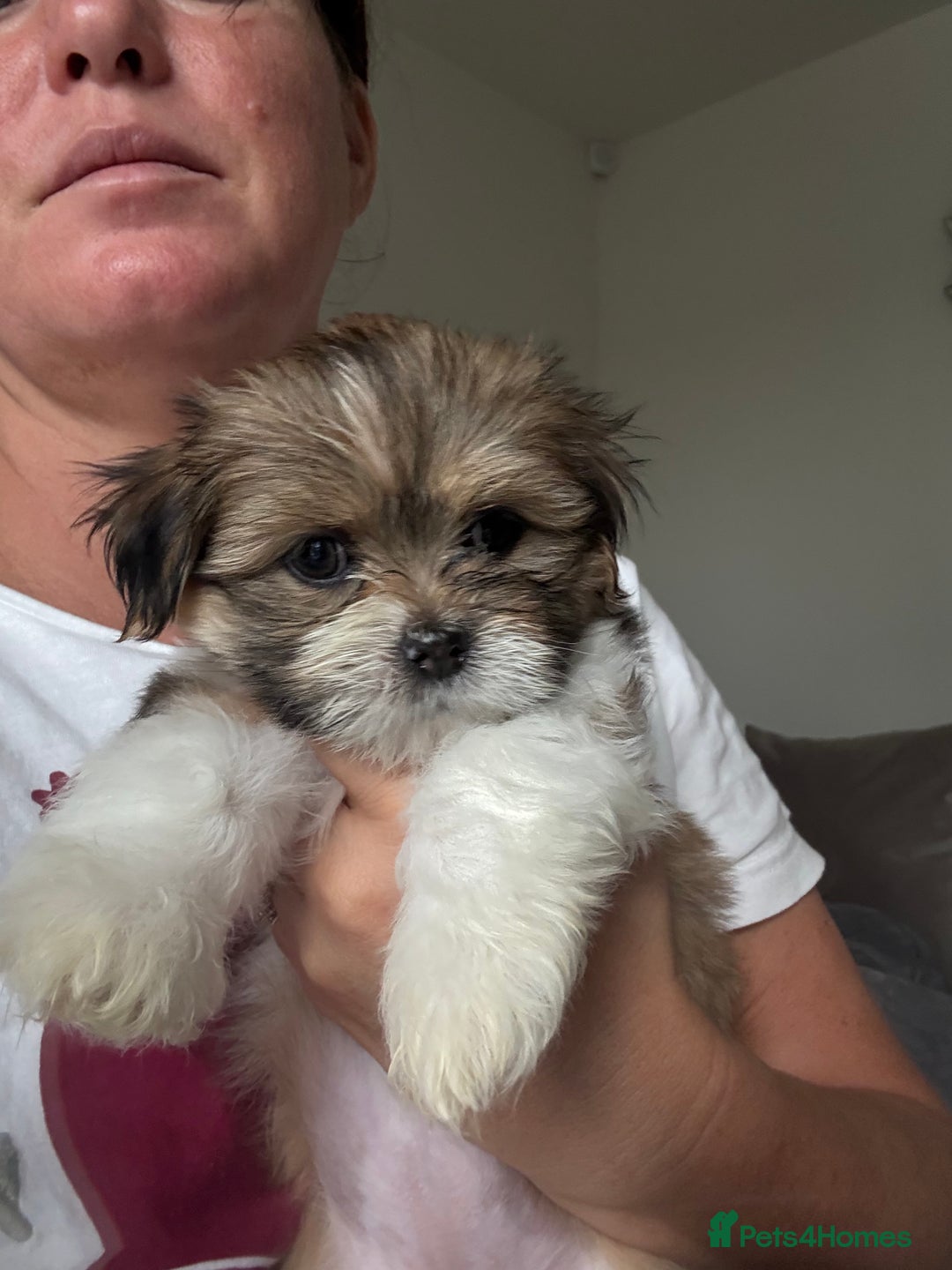 Lhasa Apso dogs for sale: 6 beautiful Lhasa's ONLY ONE BOY AND 1 GIRL LEFT  - Image 26