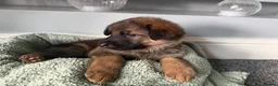 German Shepherd dogs for sale: 🐾 Beautiful kc German shepherd puppies🐾 - Advert 23