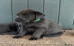 Labrador Retriever dogs for sale: Beautiful Silver & Charcoal KC Labs - Image 15