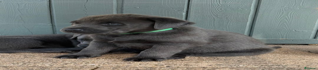 Labrador Retriever Puppy 3