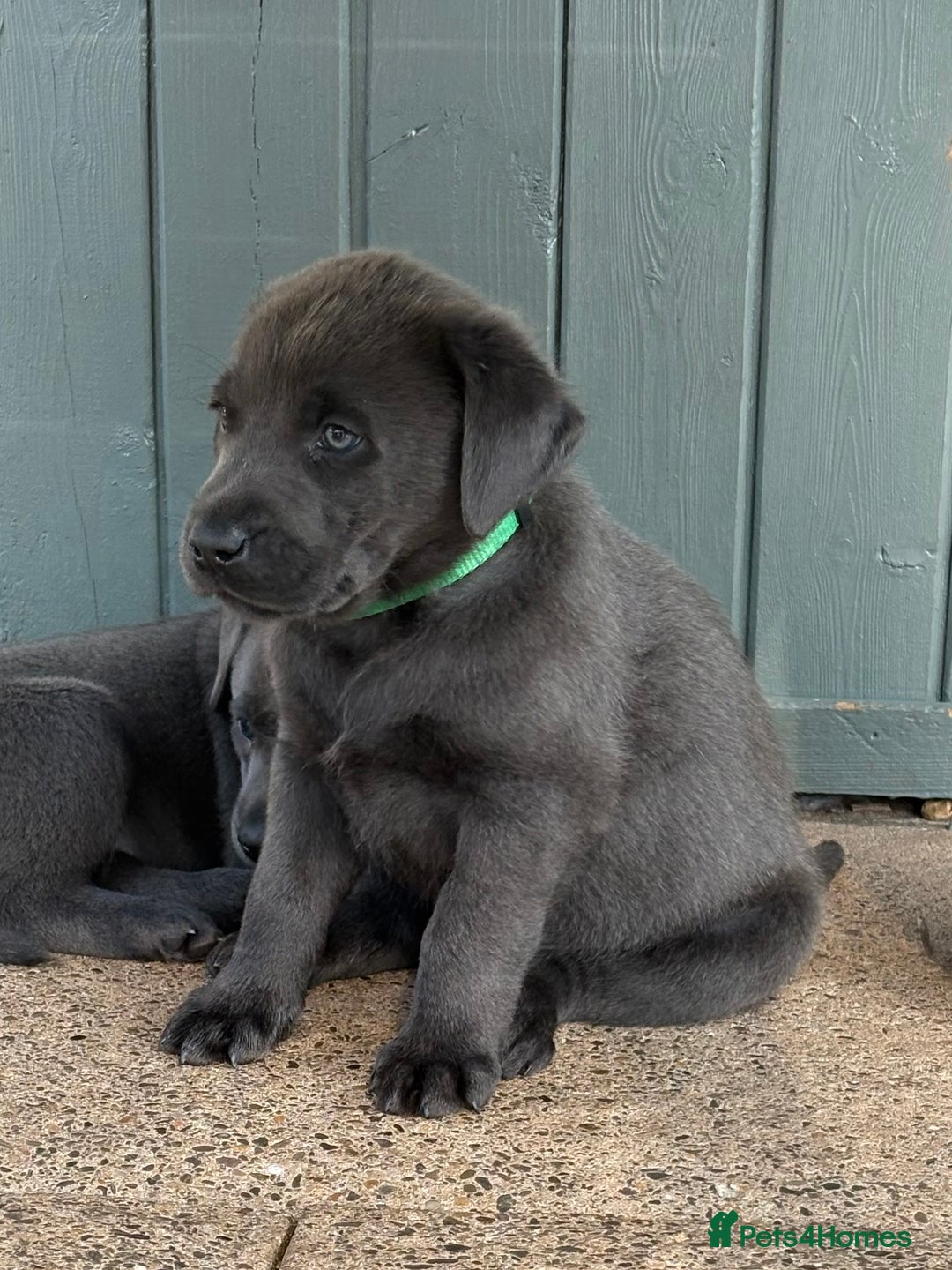 Labrador Retriever dogs for sale: Beautiful Silver & Charcoal KC Labs - Image 15