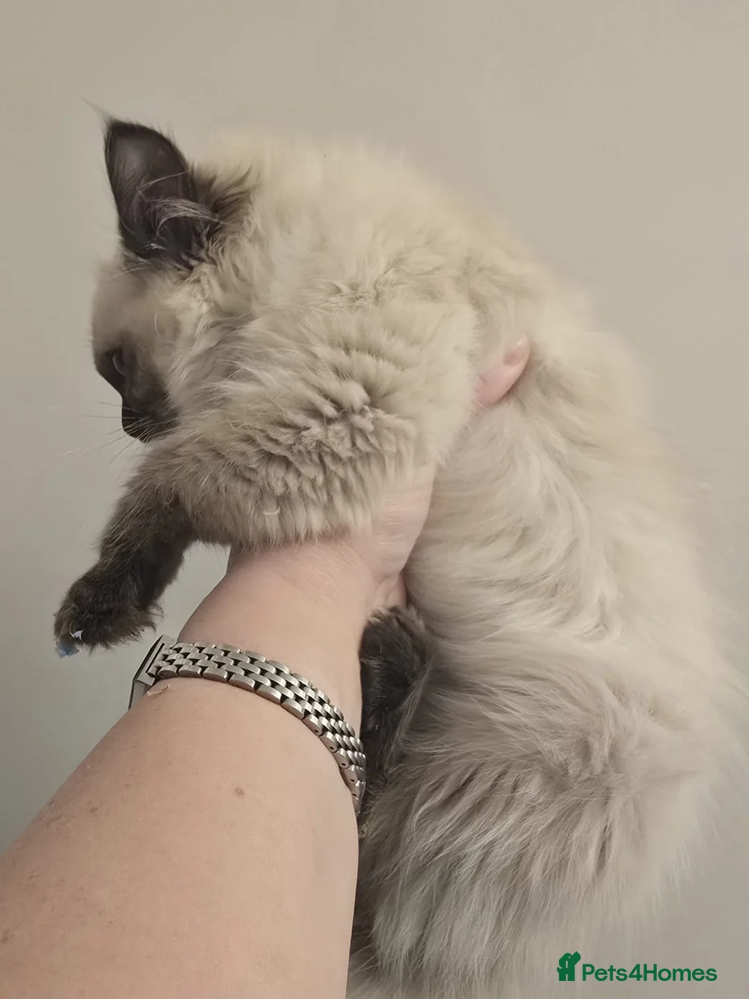 Ragdoll cats for sale: Ragdoll - Advert 26