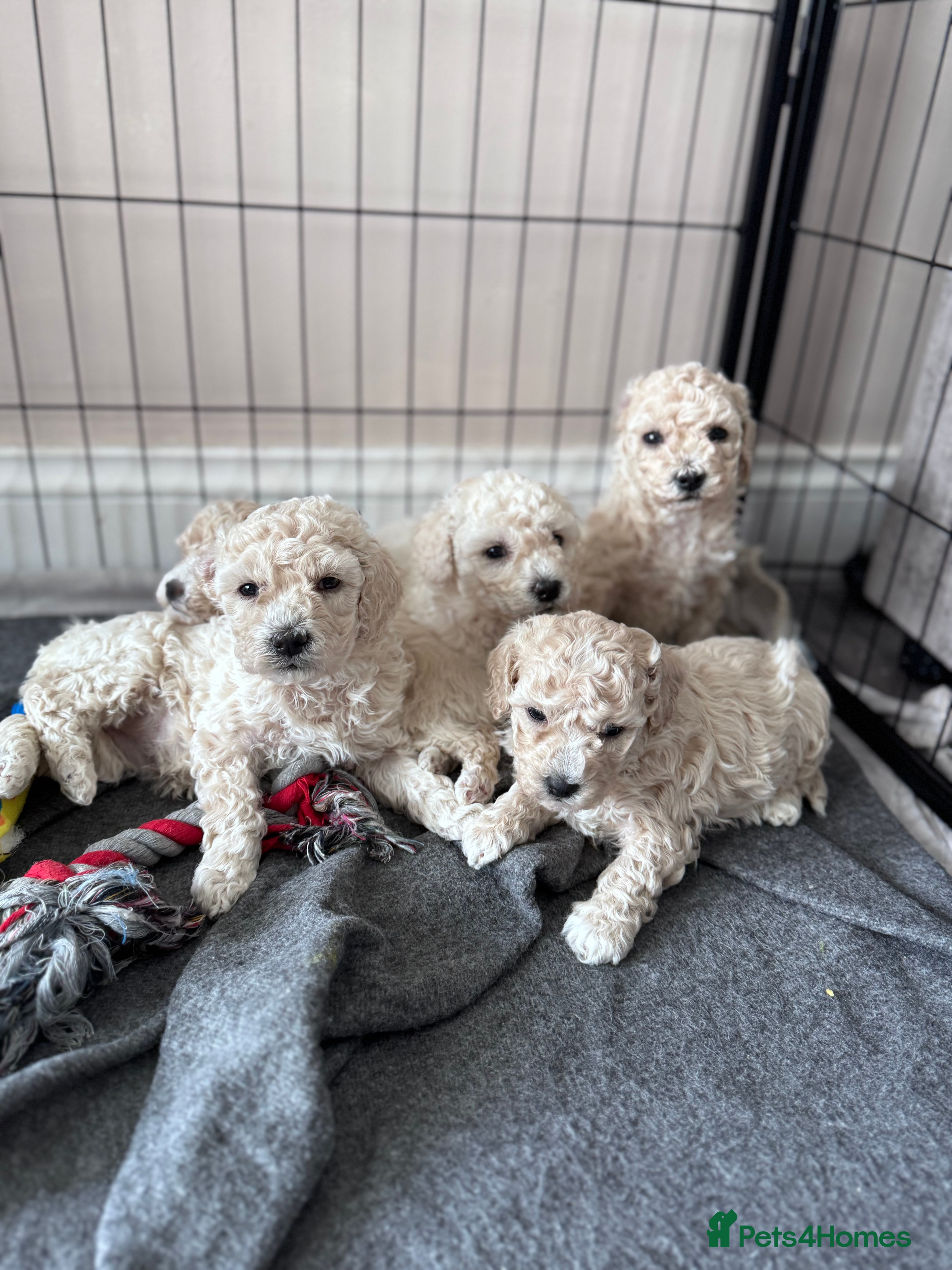 Poochon dogs RARE cream Poochon puppies 3 GIRLS left  - Advert 13