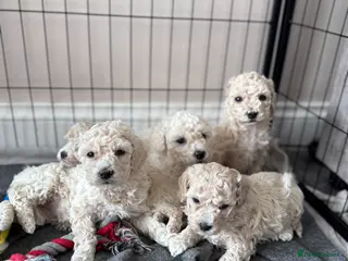 Poochon dogs RARE cream Poochon puppies 3 GIRLS left - Advert 13