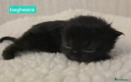 Maine Coon cats for sale: Maine Coon Kittens Smokes Large Russian Lines - Image 6