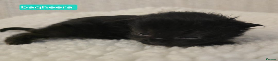 Bagheera