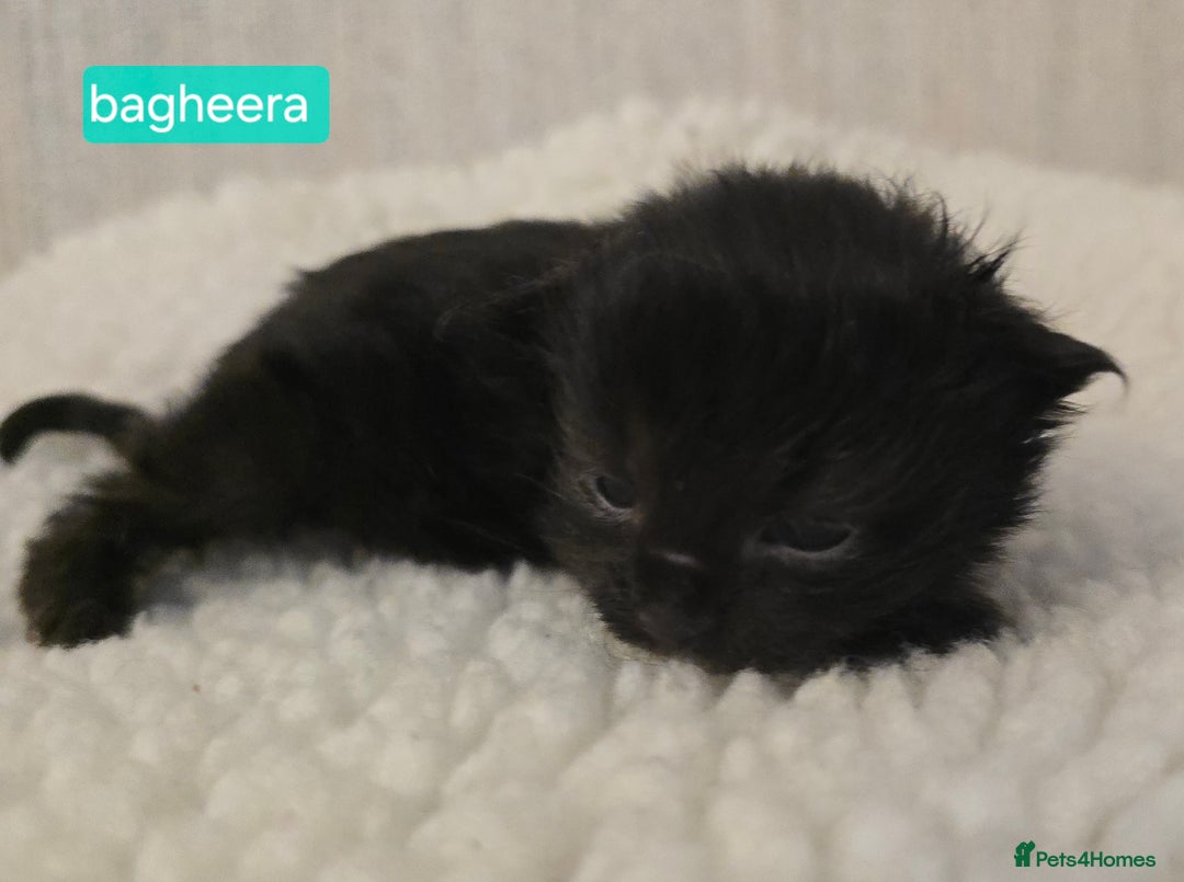 Maine Coon cats for sale: Maine Coon Kittens Smokes Large Russian Lines - Image 6