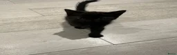 Mixed Breed cats for sale: Adorable kittens ready for new homes  - Advert 7