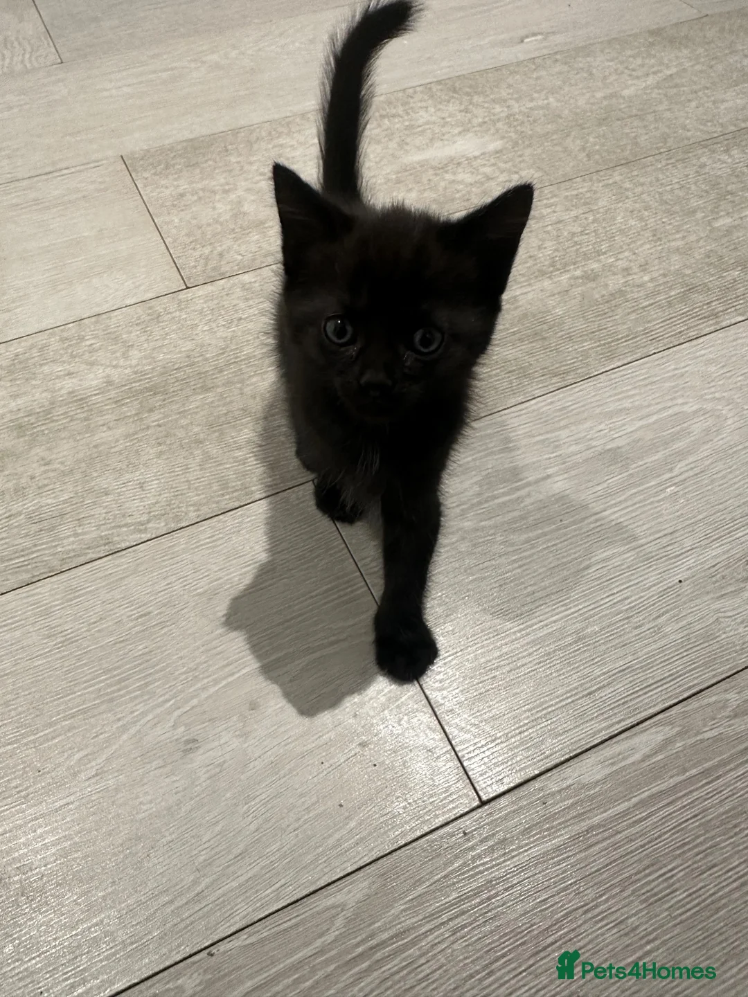 Mixed Breed cats for sale: Adorable kittens ready for new homes  - Advert 7