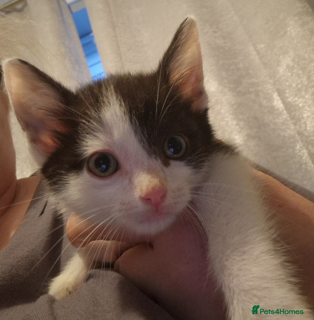 Mixed Breed cats for sale: £50 for a pair READY NOW 8 week old kittens - Image 8
