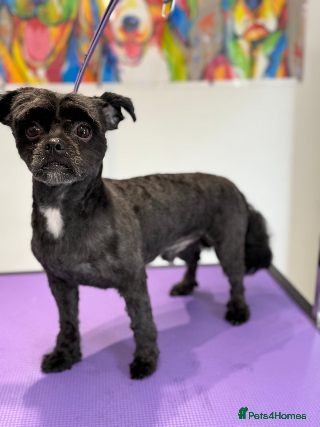Mixed Breed dogs for sale: Steve 4yr cross breed  in Llanelli - Image 1