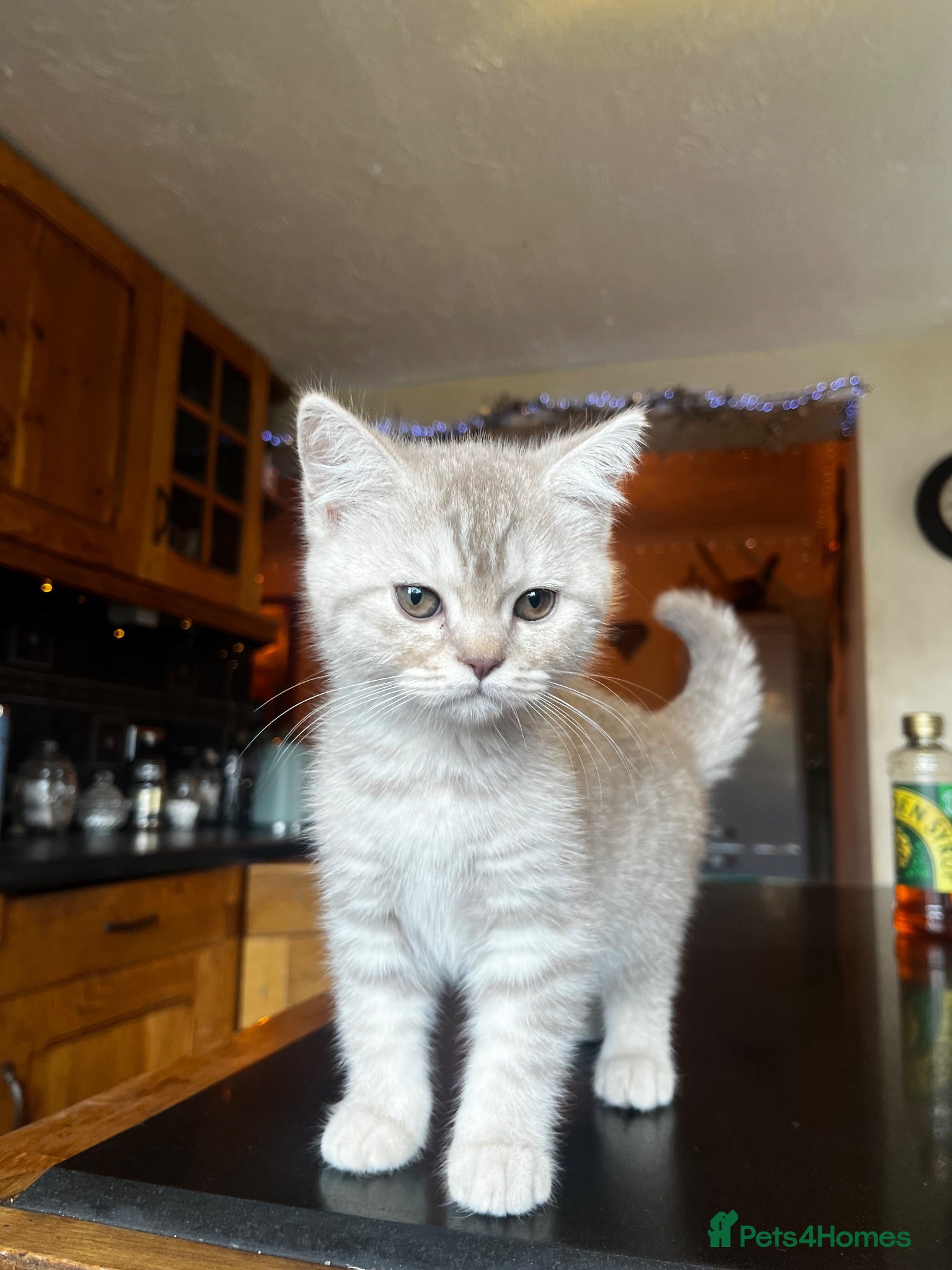 Scottish Fold cats ✨ Beautiful TICA babies Fold & Straight ✨  - Advert 1