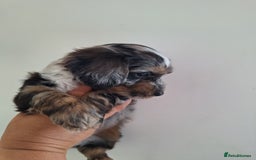 Mixed Breed dogs for sale: Jackapoo x cockerspaniel  - Image 5