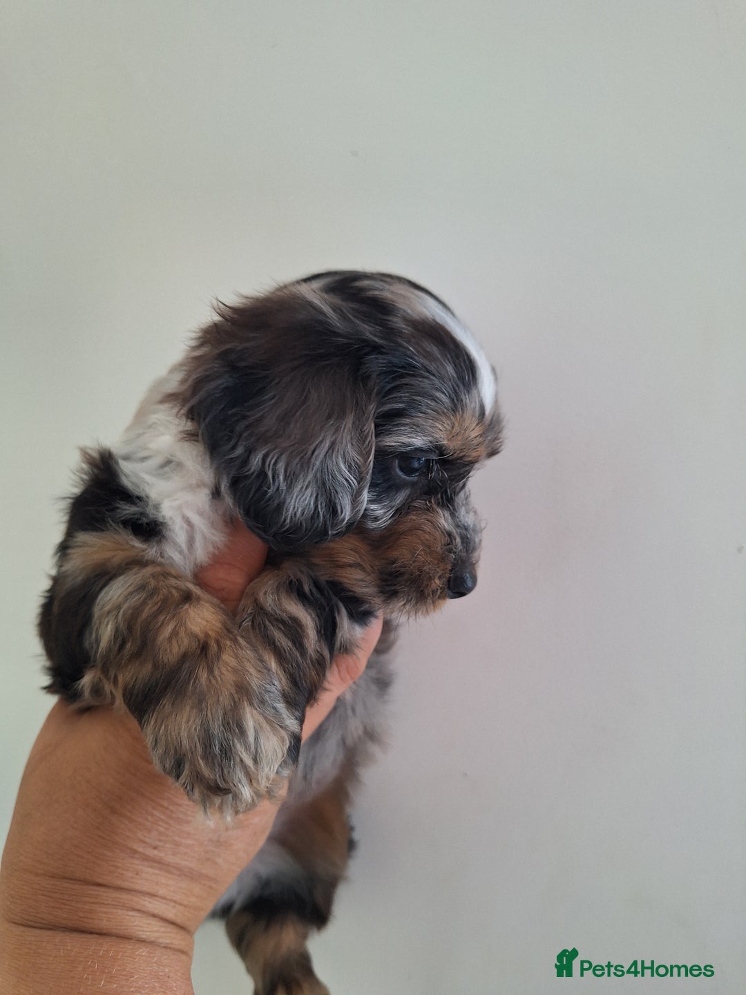 Mixed Breed dogs for sale: Jackapoo x cockerspaniel  - Image 5