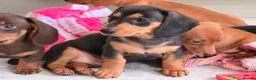 Miniature Dachshund dogs for sale: Pra clear mini dachshunds  - Advert 32