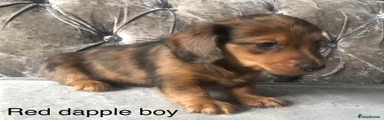 Miniature Dachshund long haired red dapple boy