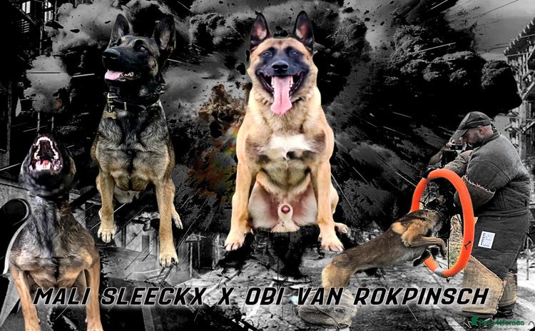 Belgian Shepherd Dog dogs - Advert 1