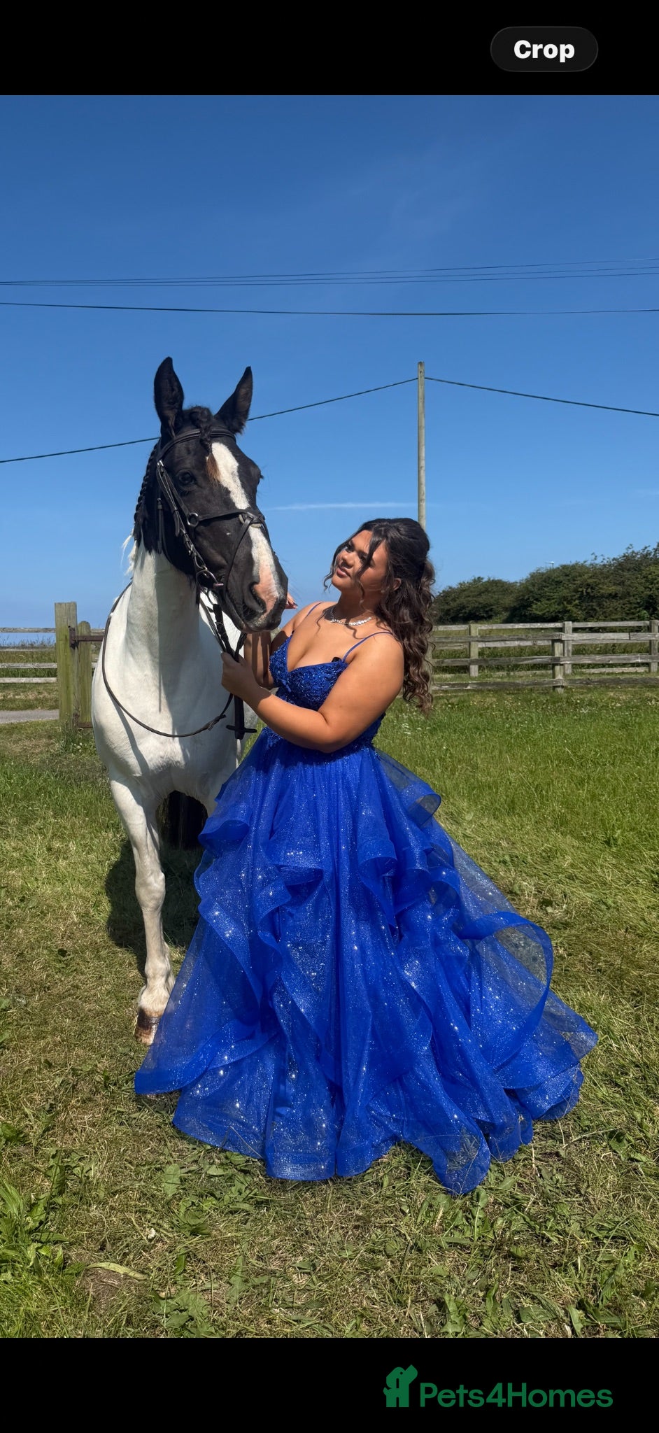 Irish Cob horses Our beautiful loved mare for sale  - Advert 14