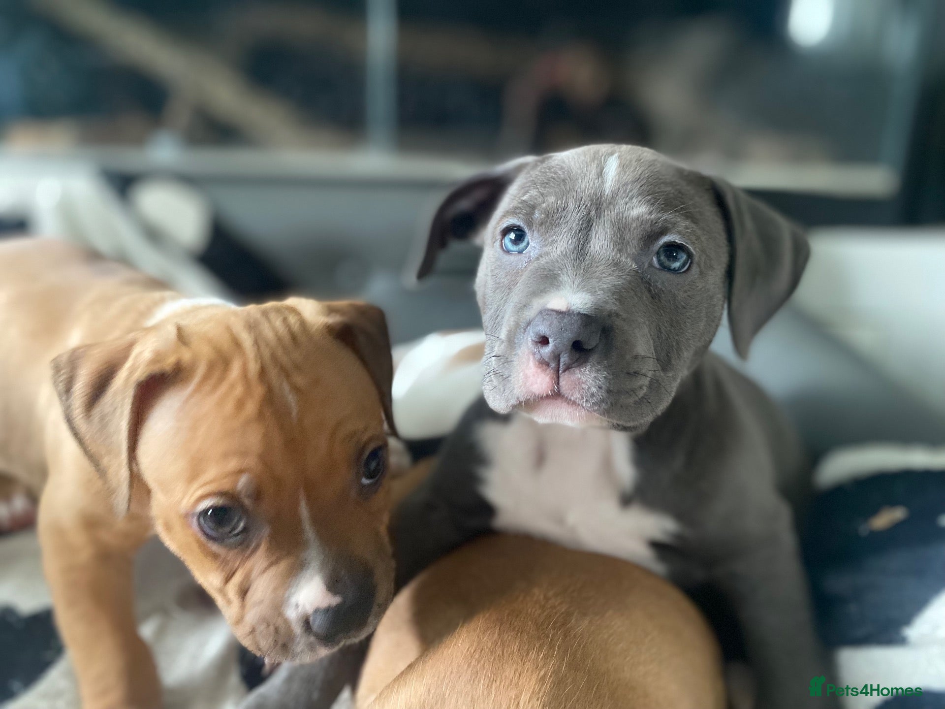 Mixed Breed dogs 2 boys & 3 girls Ready to go🏡💕 - Advert 5