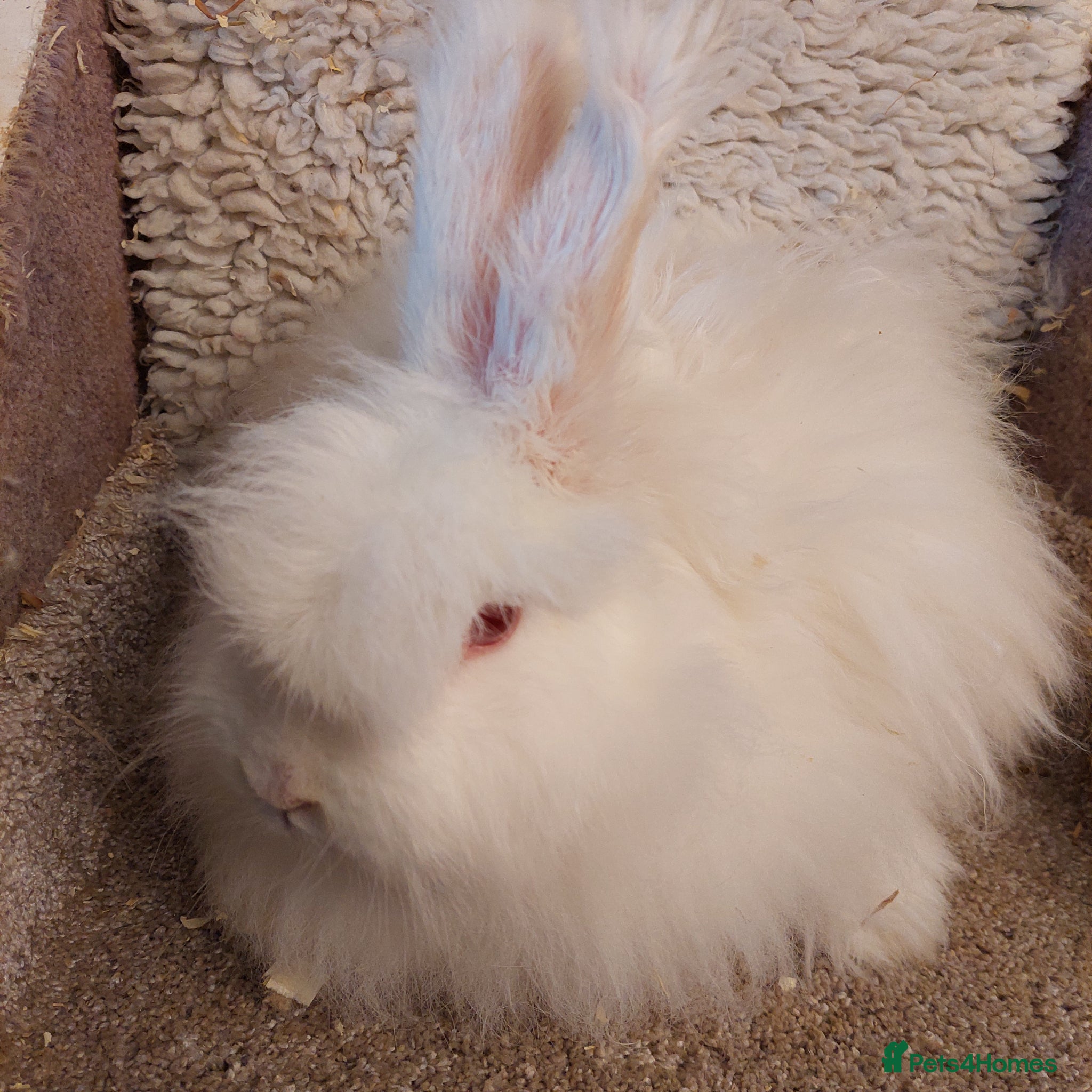Angora rabbits  Angora Doe looking for loving homes - Advert 10