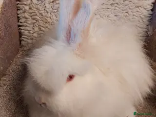 Angora rabbits Angora Doe looking for loving homes - Advert 10