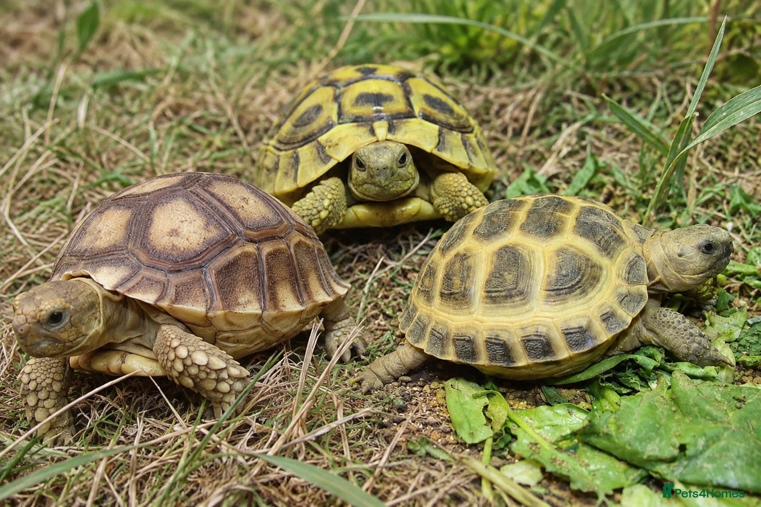 Tortoise reptiles Baby Tortoises Ready December  - Advert 1