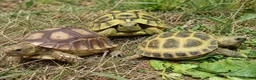 Tortoise reptiles for sale: Baby Tortoises Ready December  - Advert 1
