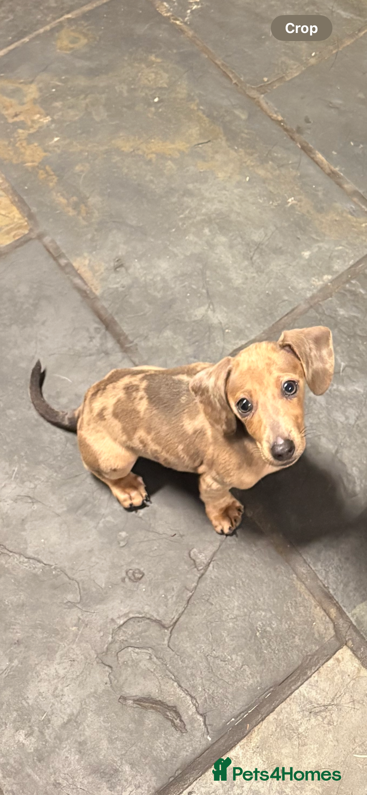 Dachshund dogs Beautiful female dachshund! 6 months!!  - Advert 13