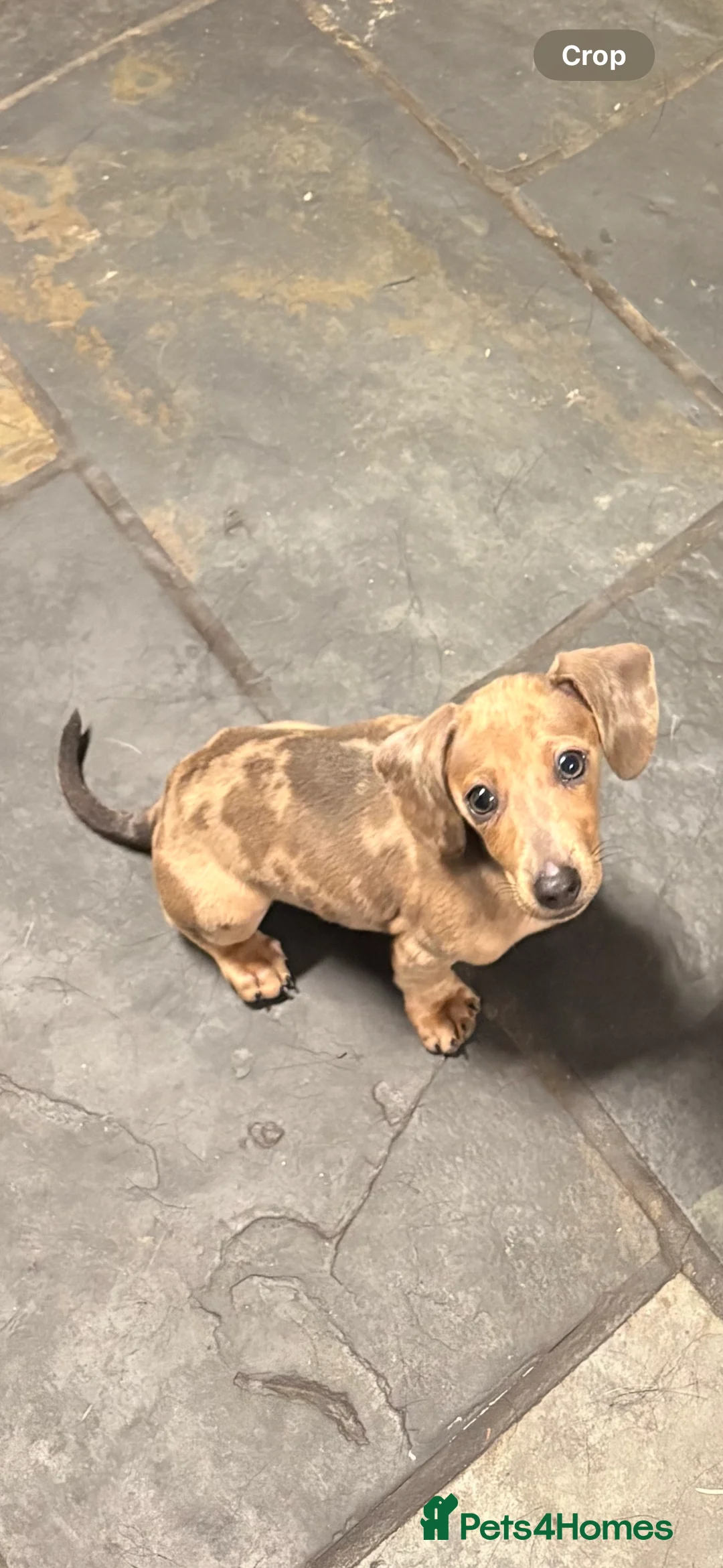 Dachshund dogs for sale: Beautiful female dachshund! 6 months!!  - Advert 1