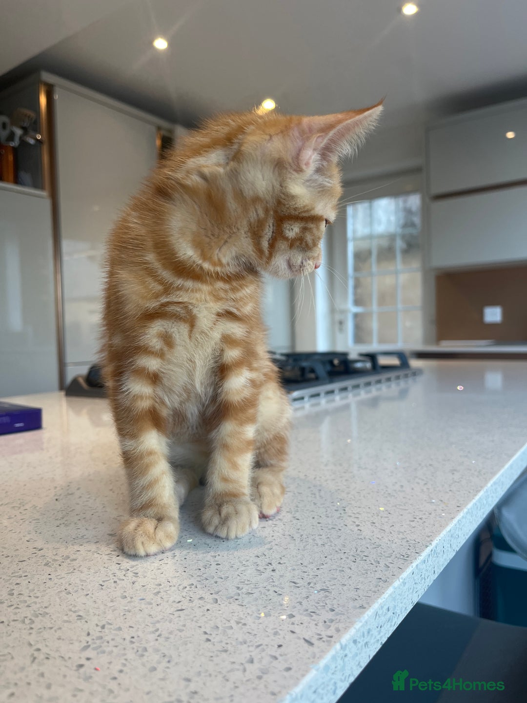 Mixed Breed cats for sale: 2 beautiful kittens full ginger and tortoise shell - Image 6