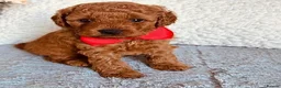 Cavalier King Charles Spaniel dogs for sale: Ready to bring home! Cavapoos perfect companion in Reading - Advert 4