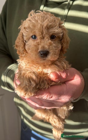 Toy Poodle dogs Beautiful KC registered Toy Poodles - Advert 16