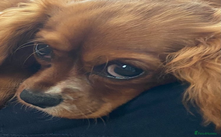 Cavalier King Charles Spaniel dogs - Advert 1