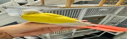 Conures birds for sale: Super Tame Baby Parrot Conures - Advert 2