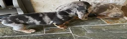 Dachshund dogs for sale: Gorgeous dachshund puppies deposit secure  - Advert 18