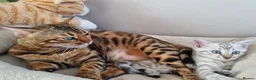 Bengal cats for sale: Snow Leopard Bengal Kitten - Advert 11