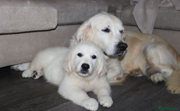 Golden Retriever dogs in Hemel Hempstead - Advert 6