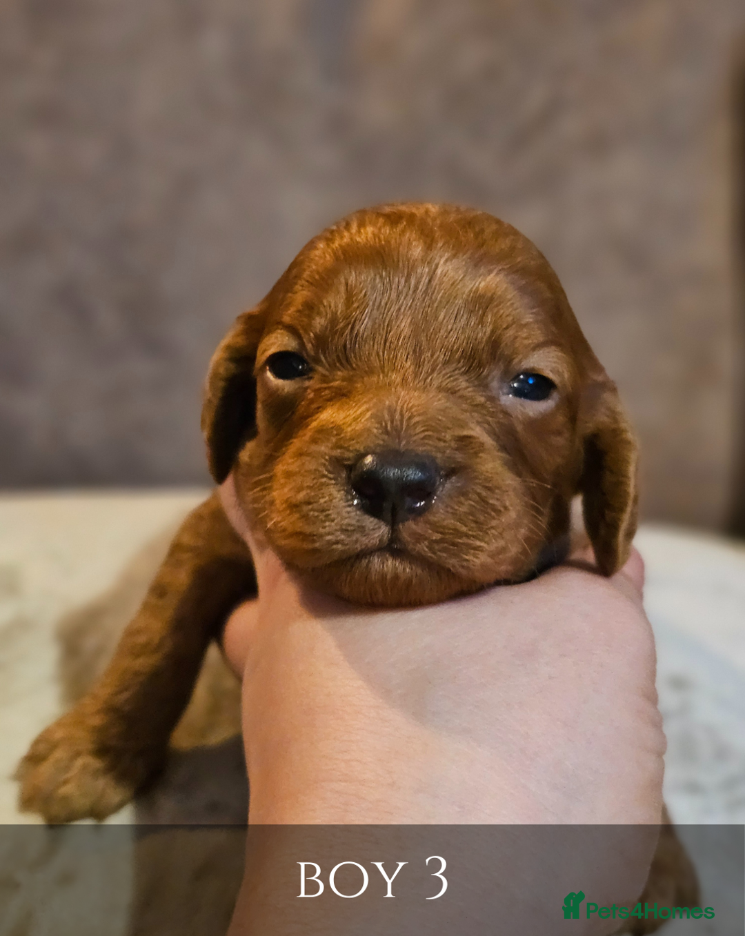 Cavapoo dogs for sale: 5 Beautiful Deep Red Cavapoo Pups - Advert 18