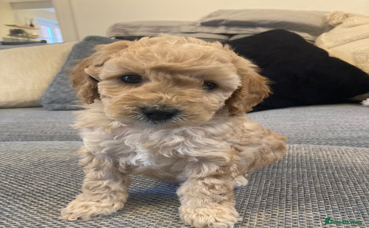 Cavapoo dogs - Advert 3