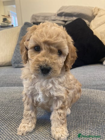 Cavapoo dogs - Advert 1