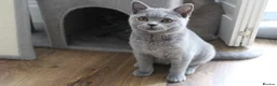 British Shorthair cats for sale: British Shorthair Lilac & Grey Blue Cute Kittens  - Advert 13