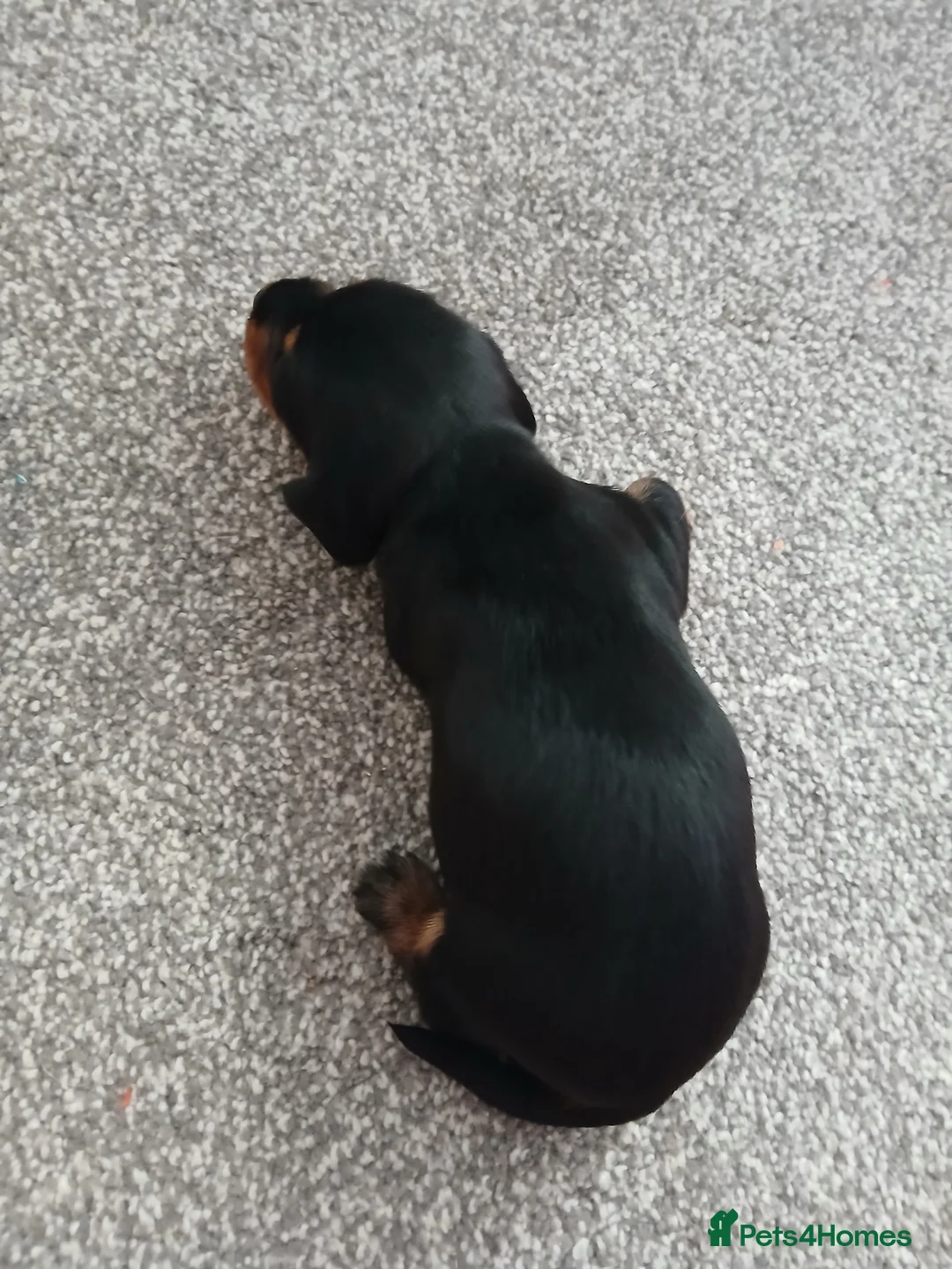 Miniature Dachshund dogs for sale: Miniature dachshunds - Advert 1