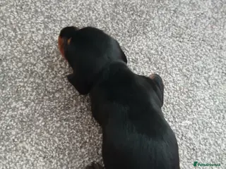 Miniature Dachshund dogs Miniature dachshunds - Advert 1