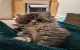 Persian cats for sale: Stuning Persian Girl - Image 4