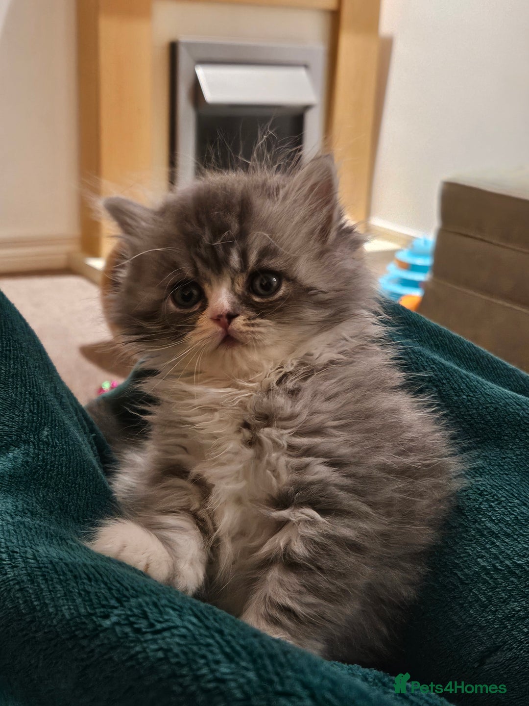 Persian cats for sale: Stuning Persian Girl - Image 4